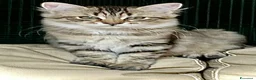 Siberiano gatti in vendita: Cuccioli Siberiano - Annuncio 12