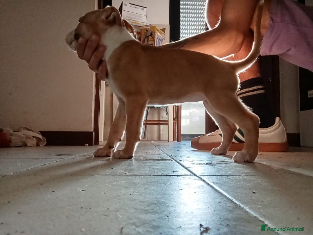 Pitbull cani in vendita: CUCCIOLI DI PITBULL a Provincia di Viterbo - Immagine 7