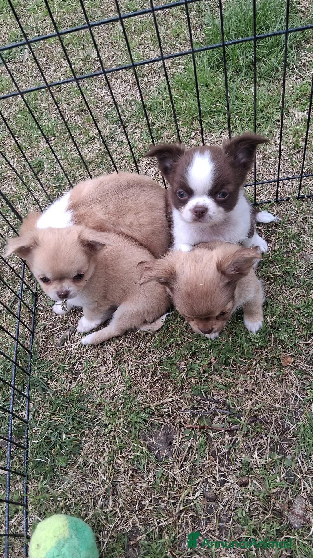 Meticcio cani in vendita: Cuccioli di piccola taglia a Provincia di Rieti - Annuncio 7
