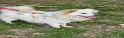 Meticcio cani in regalo: Cooki, un simil volpino giocherellone - Annuncio 1