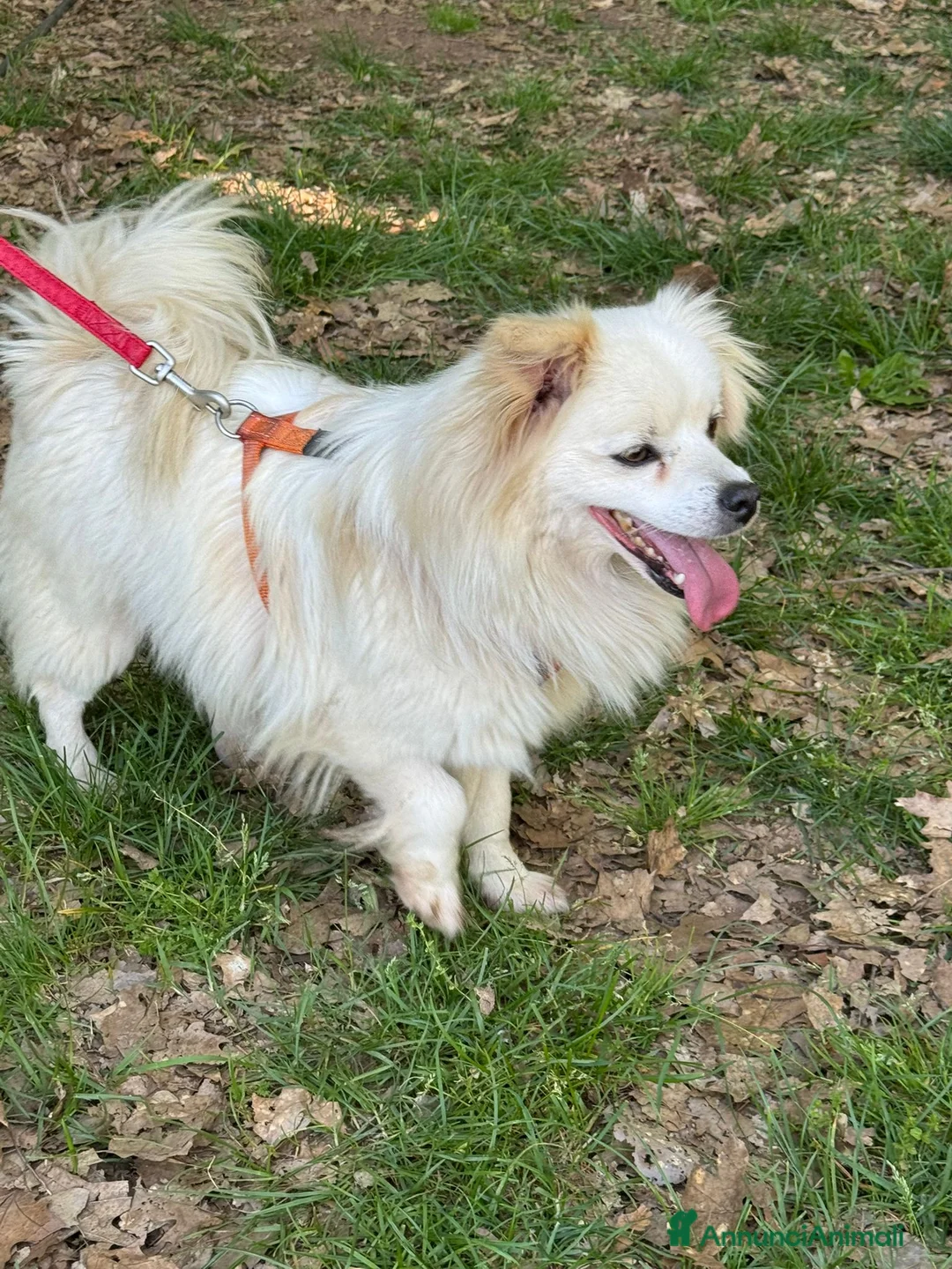 Meticcio cani in regalo: Cooki, un simil volpino giocherellone - Annuncio 1
