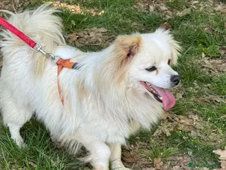 Meticcio cani Cooki, un simil volpino giocherellone - Annuncio 16