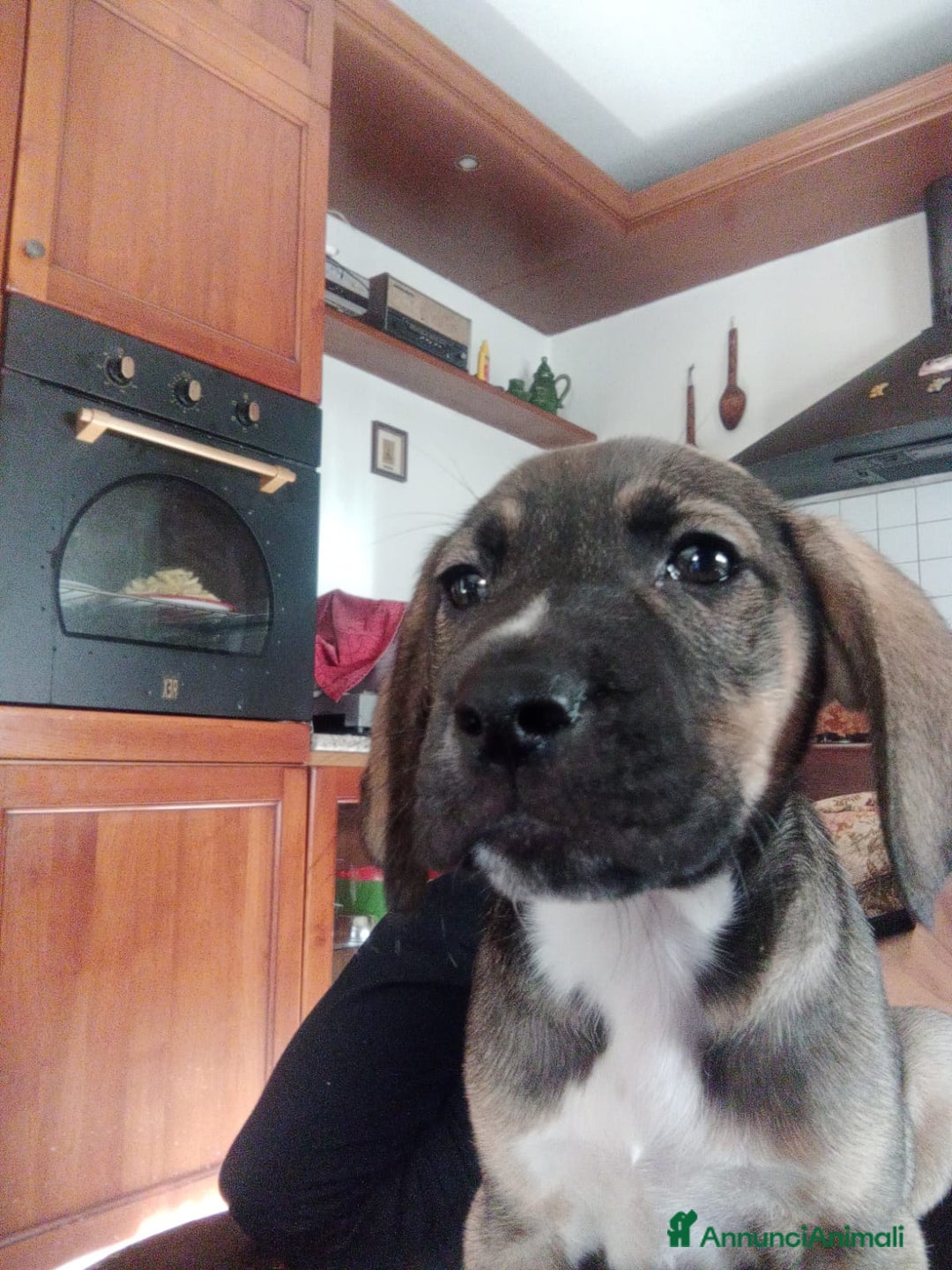 Meticcio cani in regalo: Regalo 3 cuccioli - Annuncio 1
