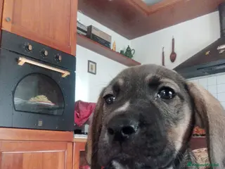 Meticcio cani Regalo 3 cuccioli - Annuncio 22