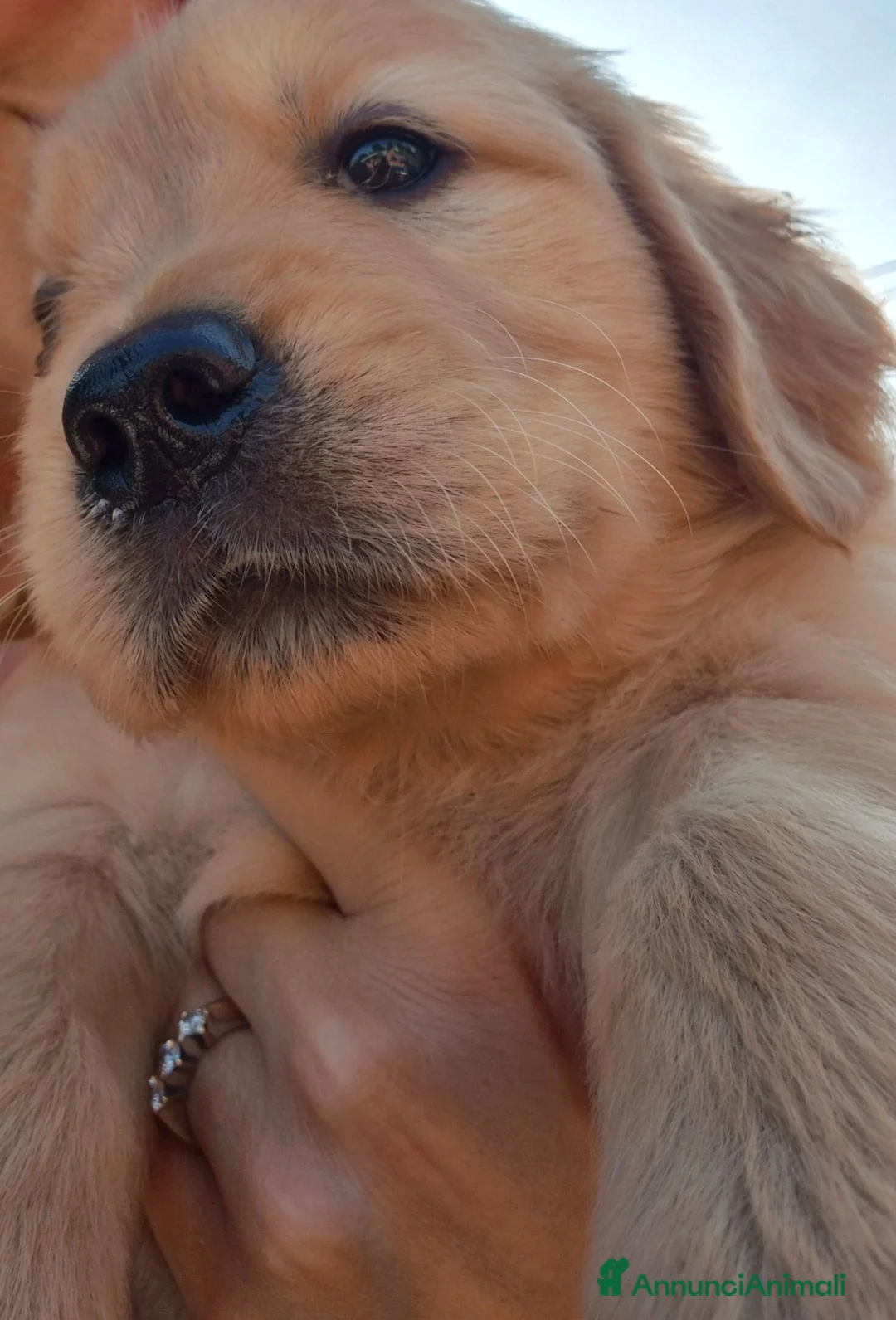 Golden Retriever cani in vendita: Cuccioli Golden Retriever - Annuncio 5