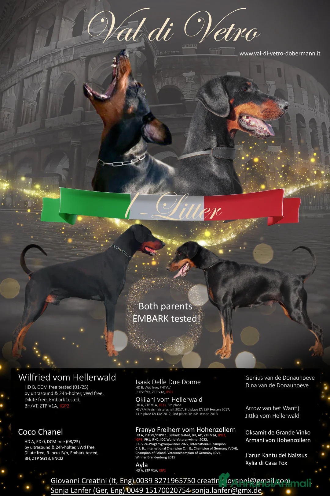 Dobermann cani in vendita: Cuccioli di Dobermann  - Annuncio 2