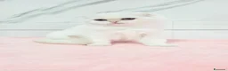 Scottish gatti in vendita: Scottish Fold  - Annuncio 1