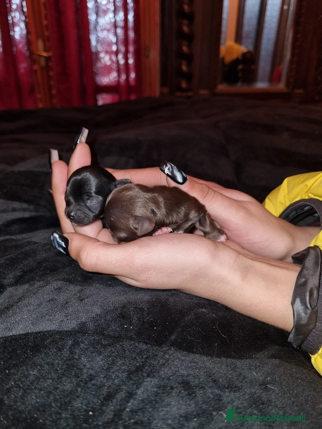 Chihuahua cani in vendita: Cuccioli di chihuahua piccolissimi  - Annuncio 7