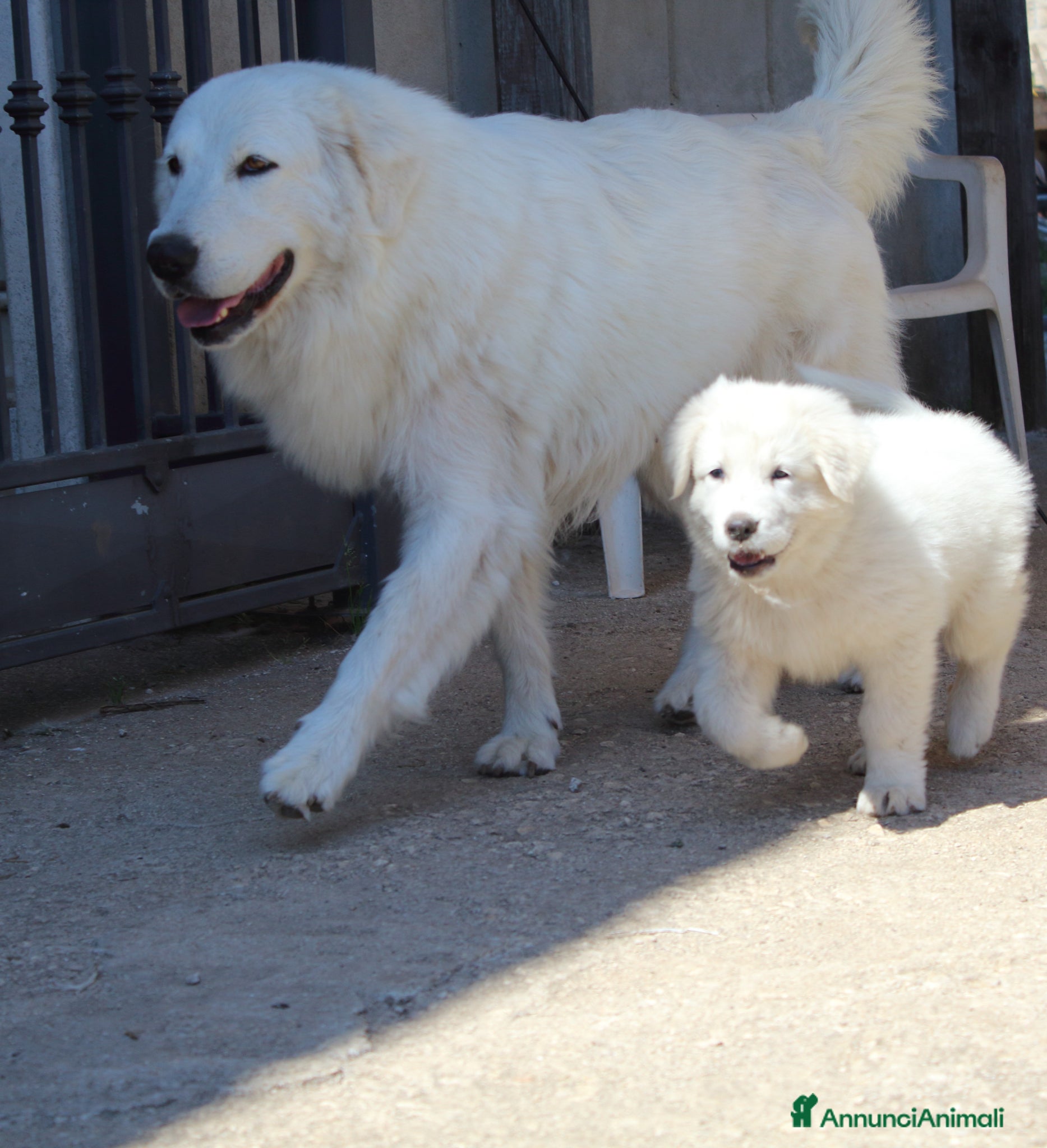 Pastore Maremmano cani cucciole di pastore maremmano - Annuncio 2
