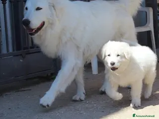 Pastore Maremmano cani cucciole di pastore maremmano - Annuncio 2