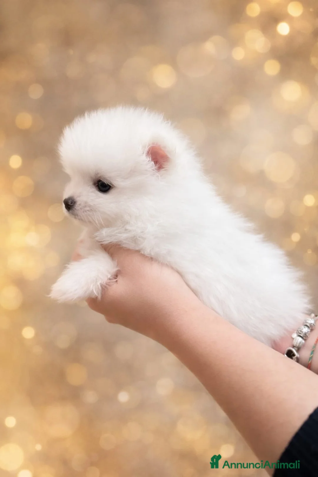 Volpino Pomerania cani in vendita: CUCCIOLI DI SPITZ DI POMERANIA COM PEDIGREE - Annuncio 2