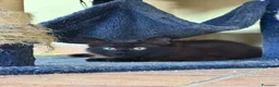Maine Coon gatti in vendita: Bellissimi MAINE COON pagabili in 3 rate - Annuncio 7