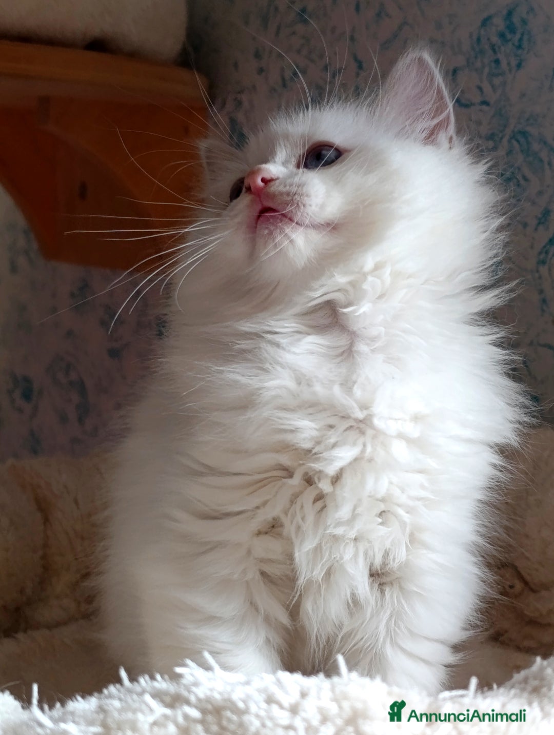 Ragdoll gatti in vendita: Ragdoll femmina  - Annuncio 3