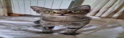 Meticcio gatti in regalo: GATTINE TENERE E GATTA ADULTA - Annuncio 9