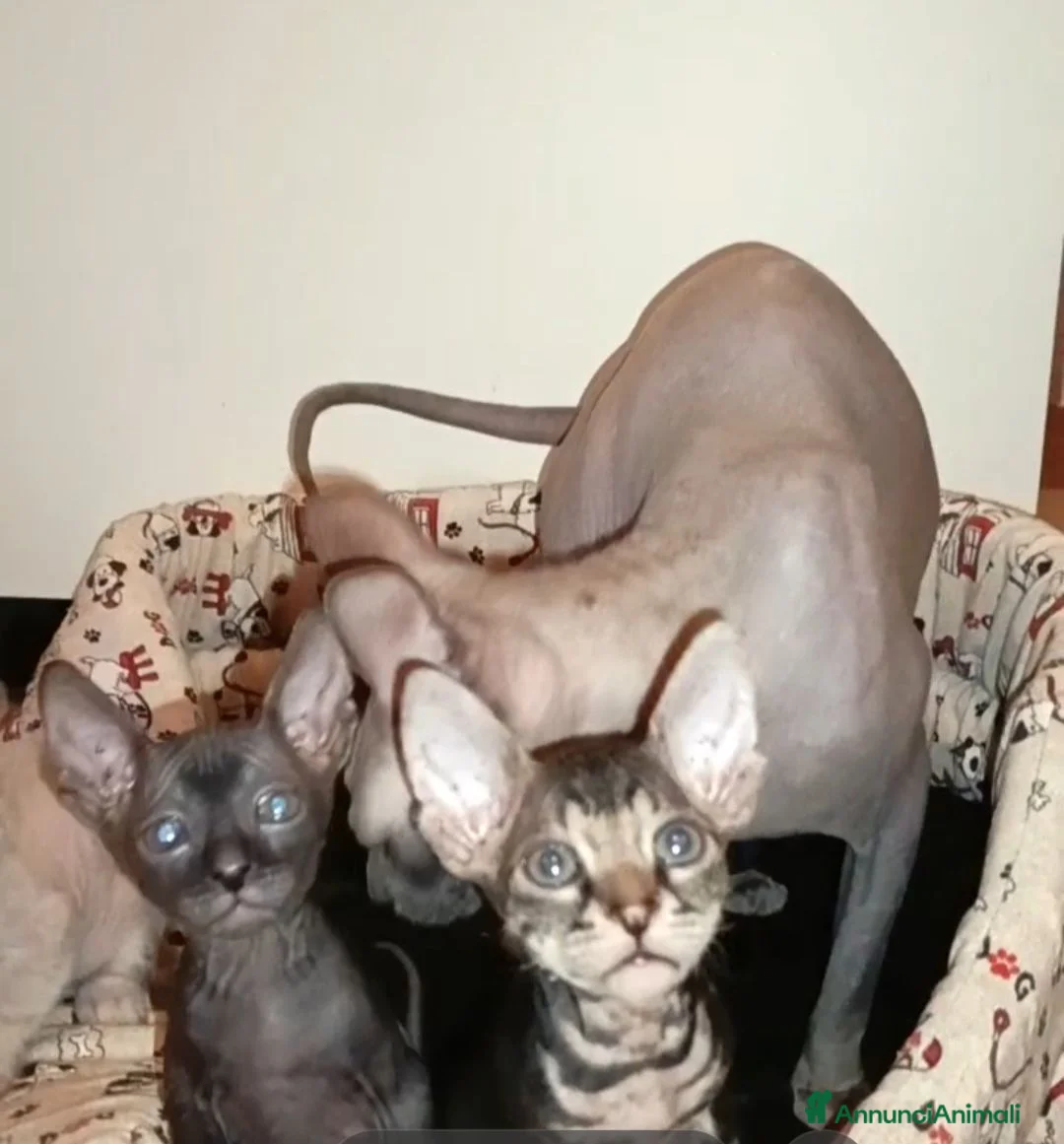 Sphynx gatti in vendita: Cucciolo sphynx  - Annuncio 2
