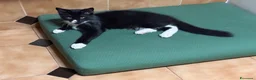Maine Coon gatti in vendita: Maine Coon  - Annuncio 5