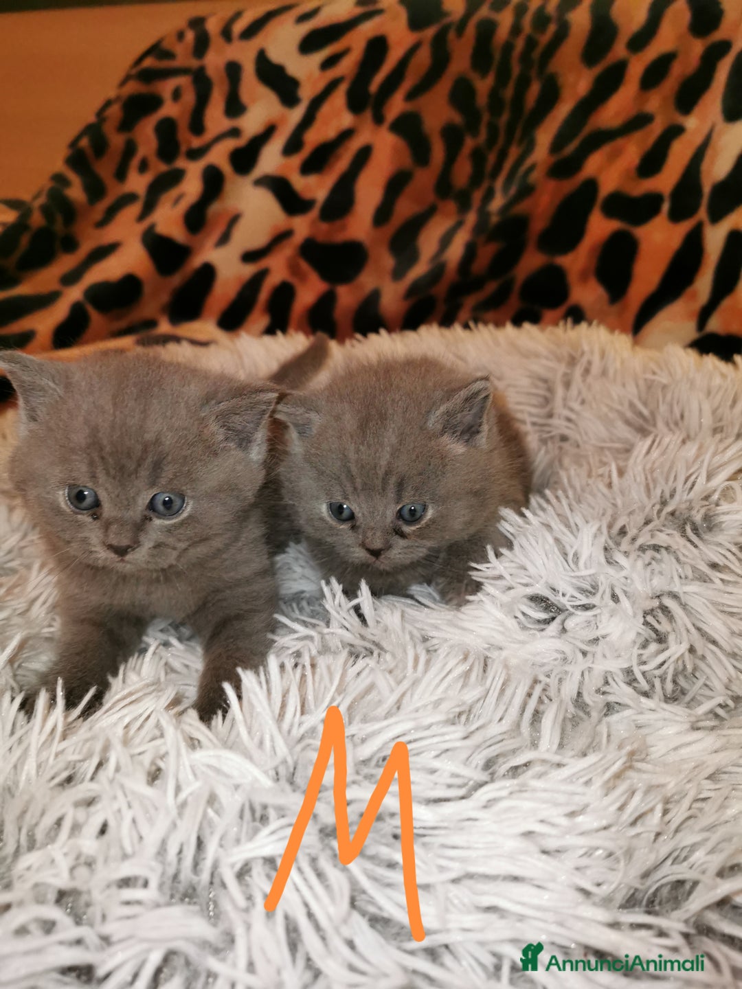 Scottish gatti in vendita: Gattini, cuccioli Scottish, British Straight  - Annuncio 6