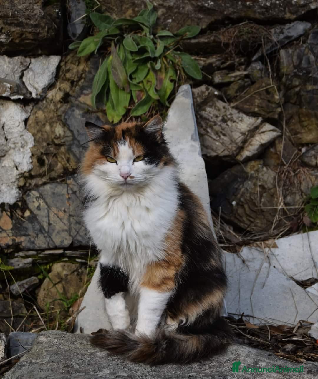 Altre razze gatti in regalo: GATTINA - Annuncio 6