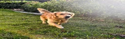 Golden Retriever cani per accoppiamento: Maschio di 2 anni linea inglese x monta - Annuncio 2