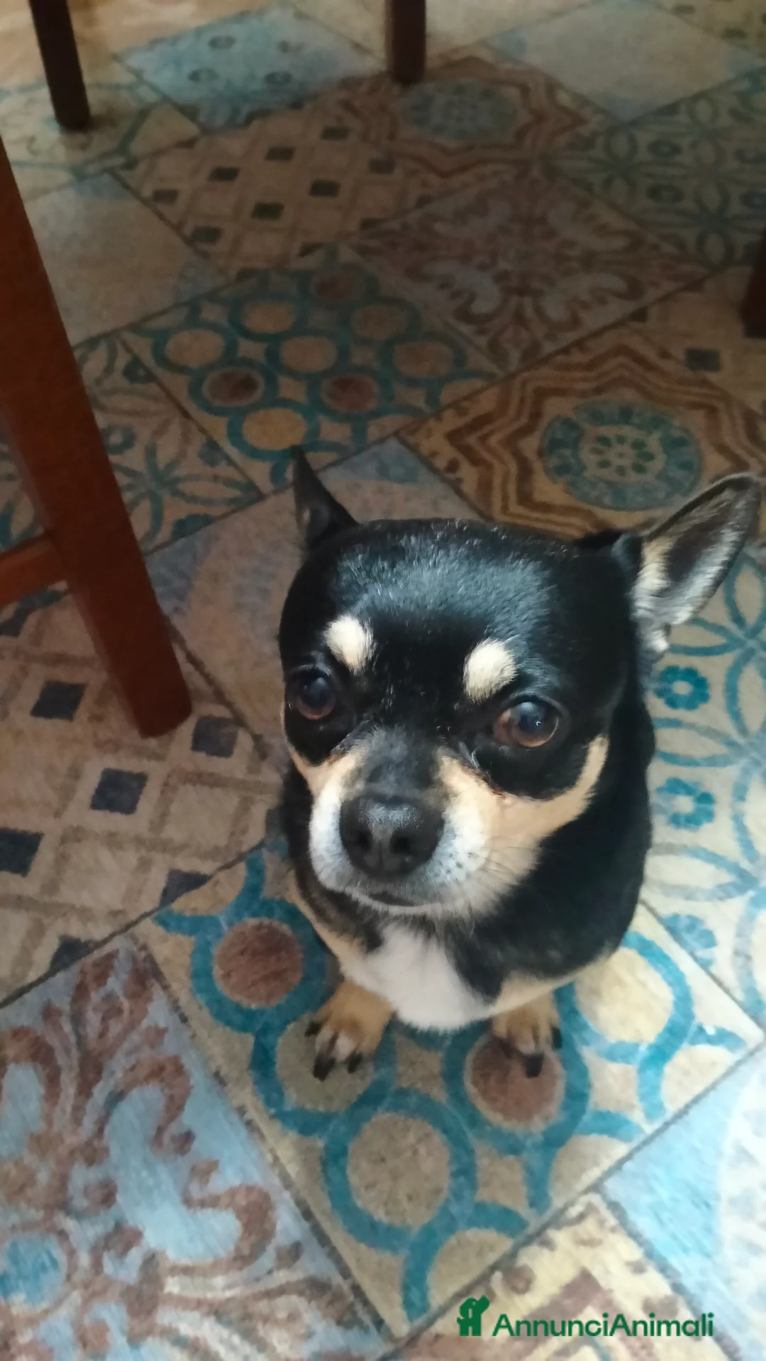 Chihuahua cani per accoppiamento: chiwawa maschio a Provincia di Pescara - Annuncio 1