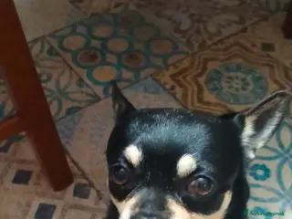 Chihuahua cani chiwawa maschio a Provincia di Pescara - Annuncio 1