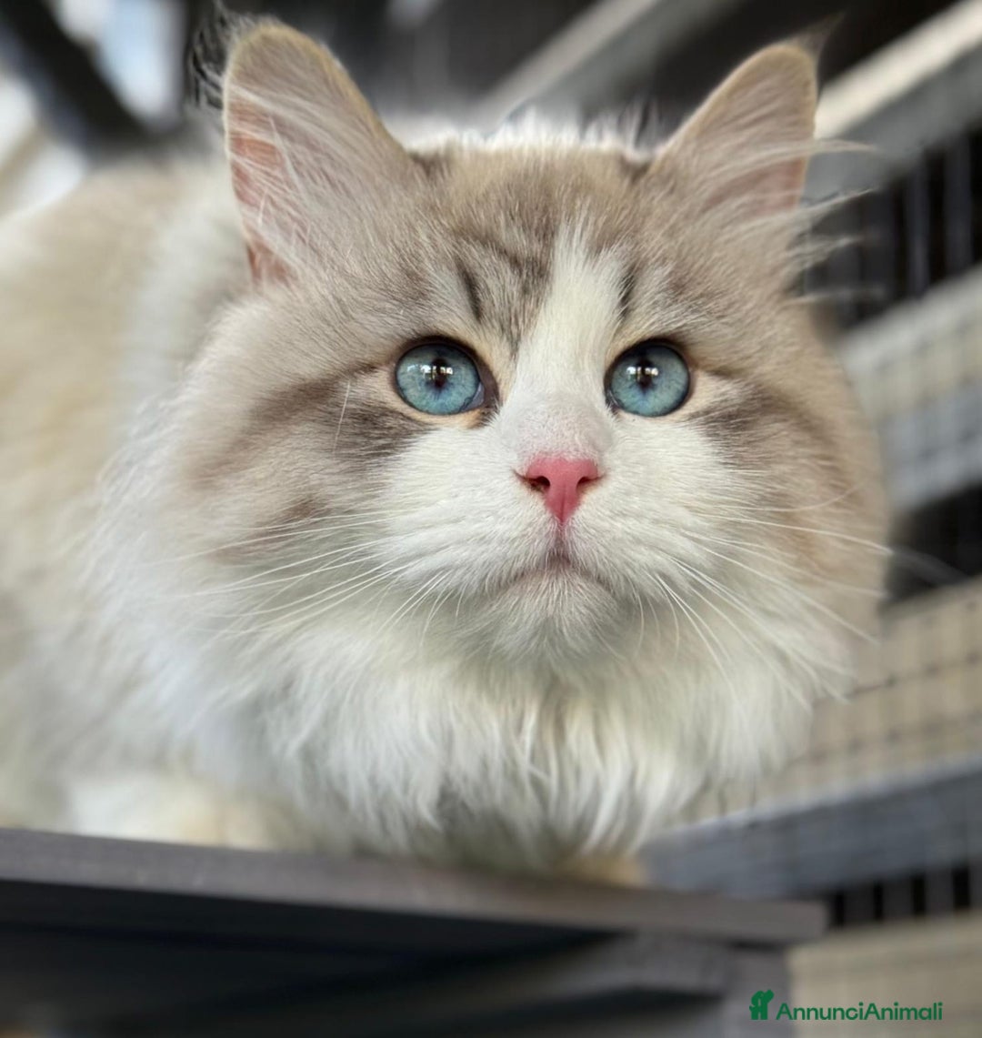 Siberiano gatti in vendita: Gatto siberiano  - Annuncio 6