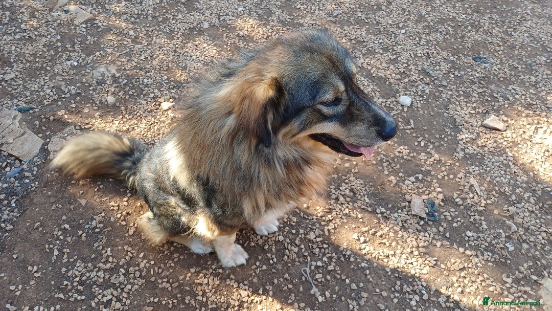 Pastore dei Carpazi cani in regalo: Vax, dietro la sua stazza c è tanto amore - Annuncio 11