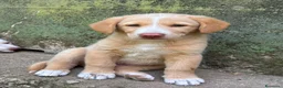 Meticcio cani in regalo: Milo cerca casa 🏡 - Annuncio 4