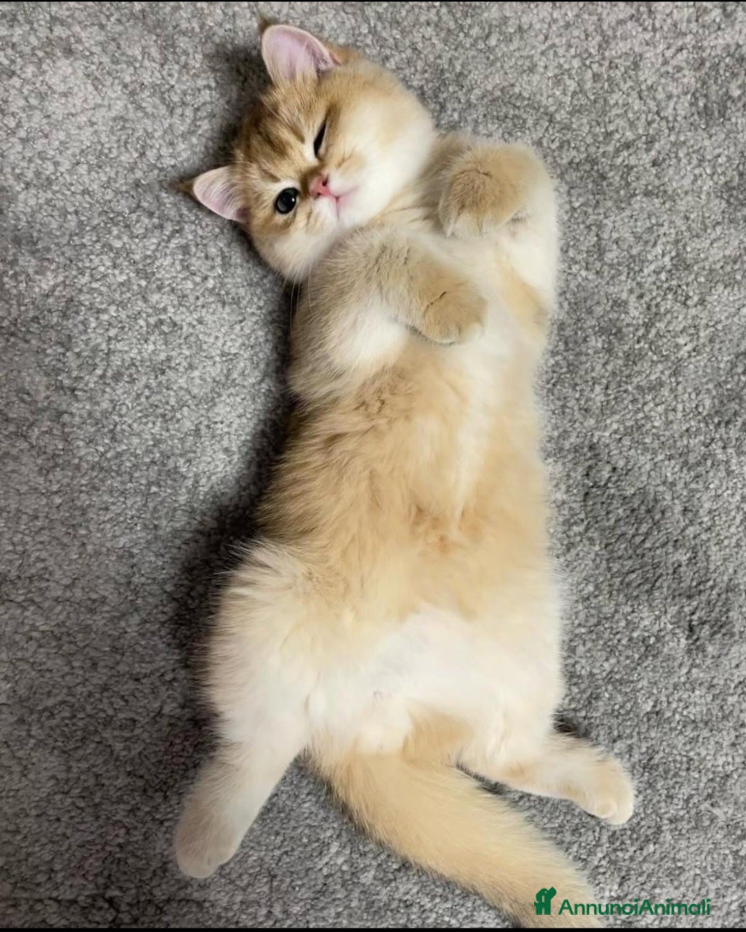 British gatti in vendita: Bellissimi cuccioli di british shorthair golden  - Annuncio 7