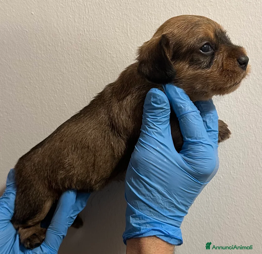 Bassotto cani in vendita: BASSOTTO PELO DURO CUCCIOLI - Annuncio 3