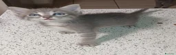 Altre razze gatti in vendita: Gattino (Padre Certosino) - Annuncio 5