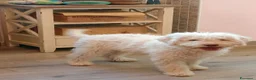 Lagotto cani in vendita: Cuccioli di Lagotto Romagnolo - Annuncio 4
