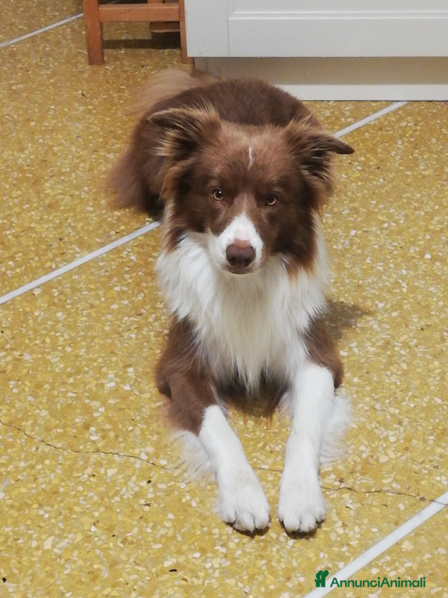 Border Collie cani cerco femmina di border collie per cucciolata - Annuncio 2