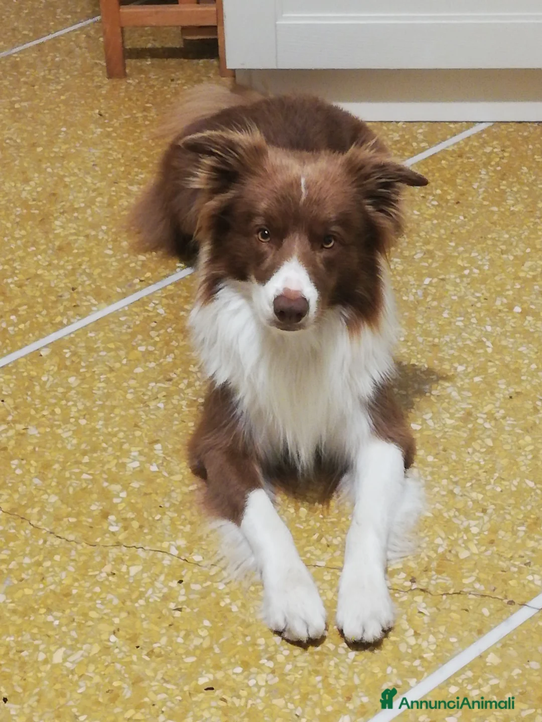 Border Collie cani per accoppiamento: cerco femmina di border collie per cucciolata a Città Metropolitana di Genova - Annuncio 1