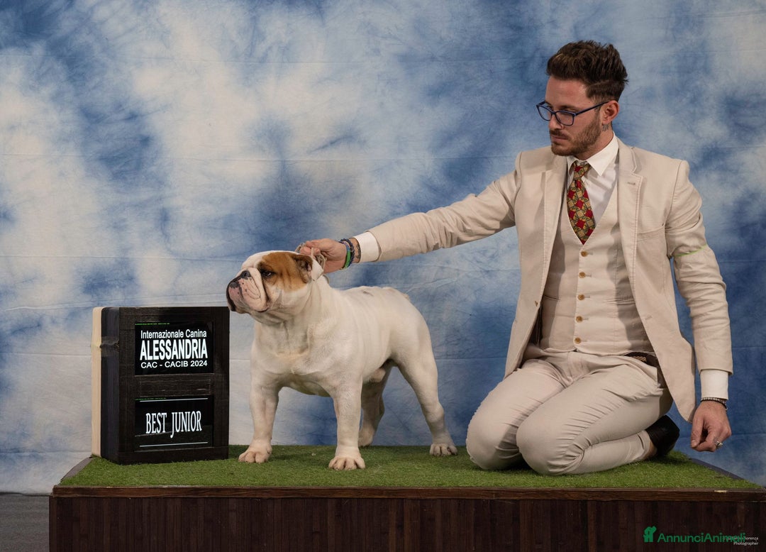 Bulldog cani in vendita: cuccioli di Bulldog inglese a Provincia di Brescia - Immagine 4