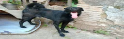 Meticcio cani in regalo: LOLLO - Annuncio 4
