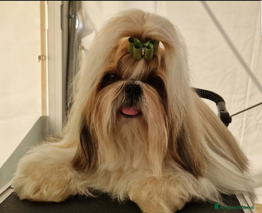 Shih Tzu cani in vendita: SHIH TZU CUCCIOLI PEDIGREE ENCI  a Provincia di Belluno - Immagine 6