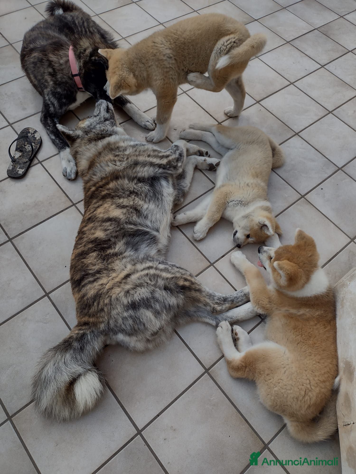 Akita Inu cani Akita cuccioli  - Annuncio 33