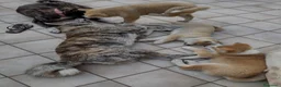 Akita Inu cani in vendita: Akita cuccioli  - Annuncio 1