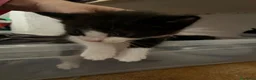 Meticcio gatti in regalo: Regalo 2 gattini (F/M) zona Sciacca (AG) - Annuncio 5