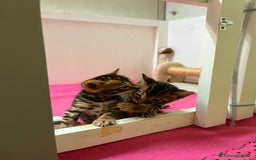 Bengala gatti in vendita: CUCCIOLI BENGALA a Provincia di Treviso - Immagine 3