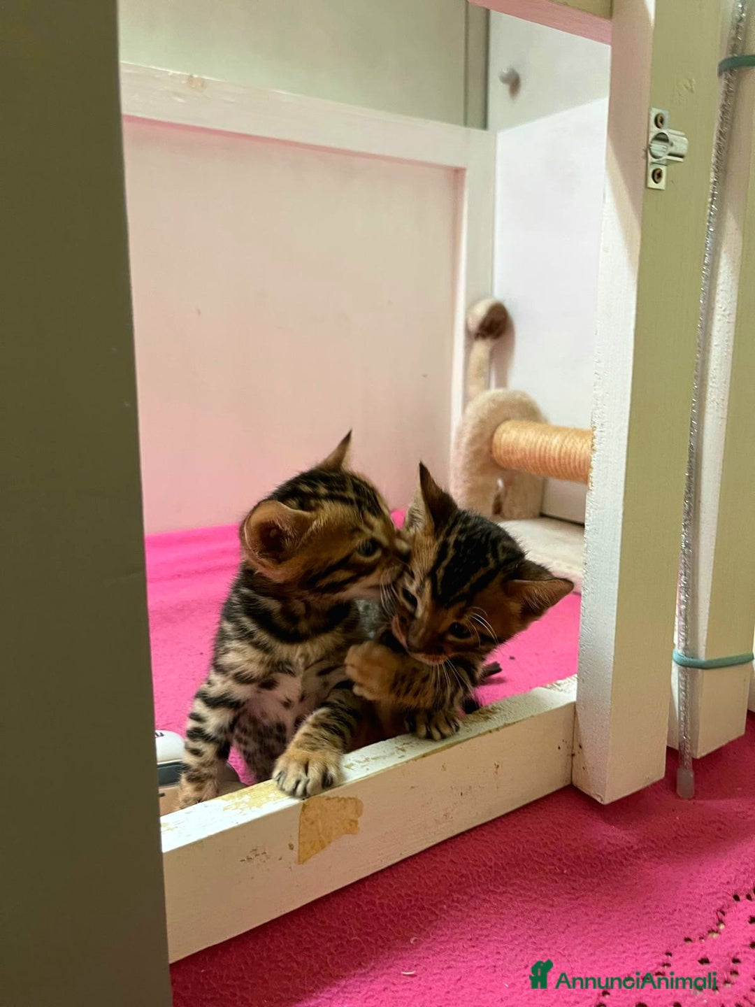 Bengala gatti in vendita: CUCCIOLI BENGALA a Provincia di Treviso - Immagine 3