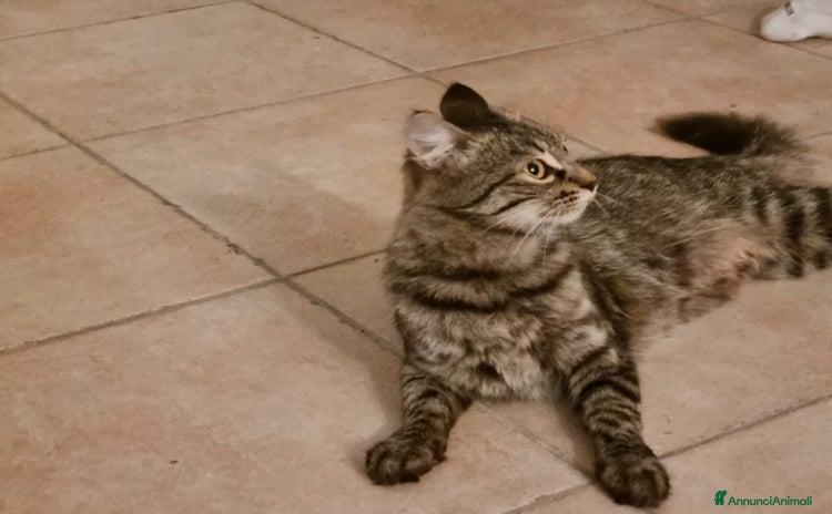 Altre razze gatti - Annuncio 1