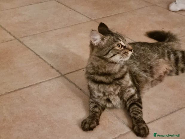 Altre razze gatti - Annuncio 16