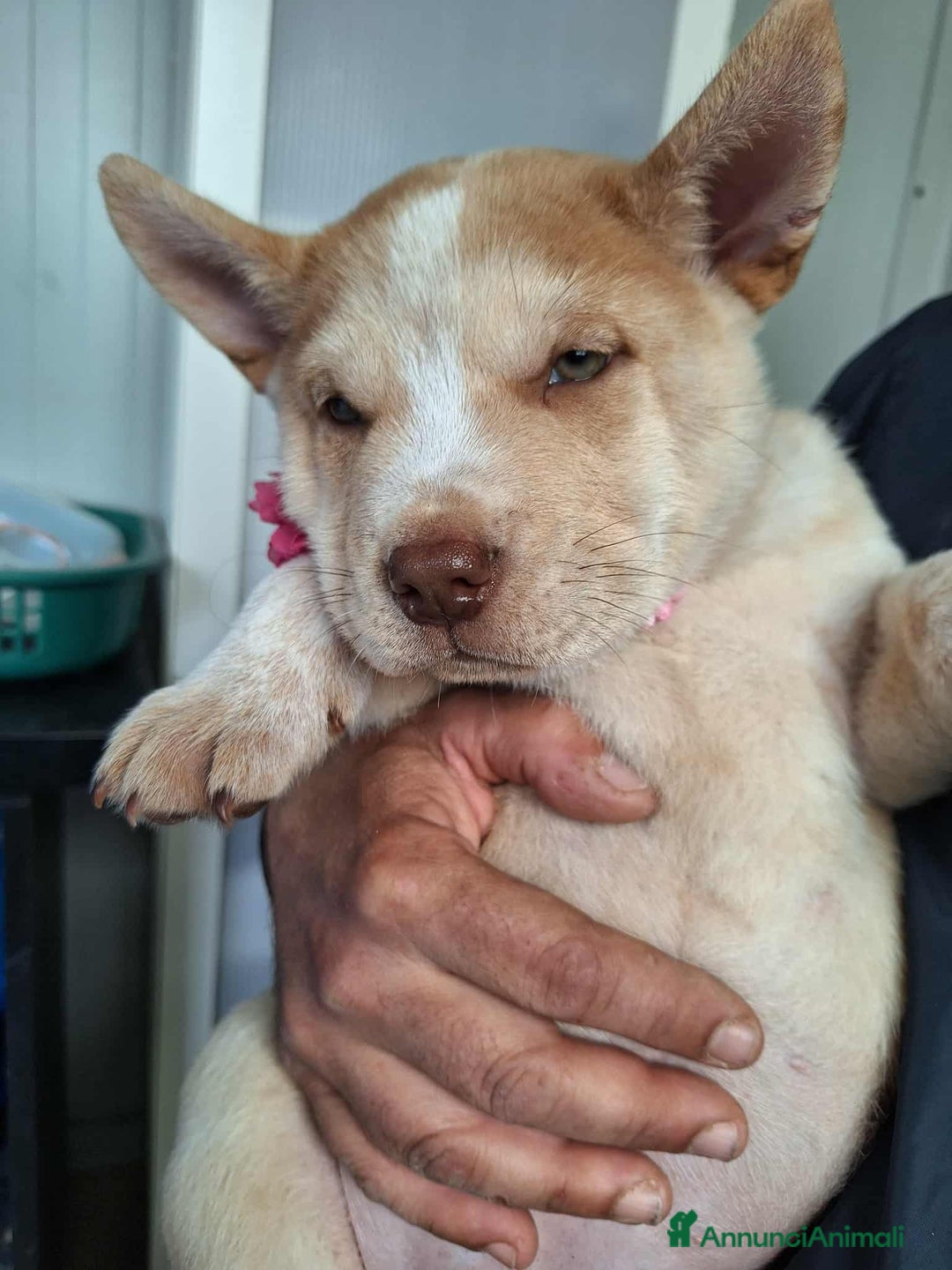 Altre razze cani in regalo: Medusa in adozione - Immagine 3