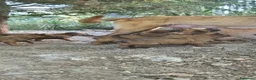 Pastore Belga cani in vendita: Cuccioli Pastore Belga Malinois in Puglia  - Annuncio 4