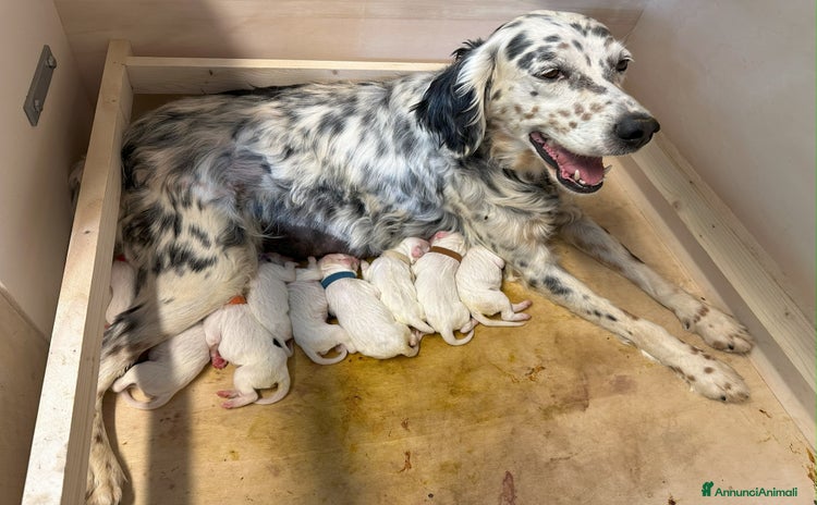 Setter Inglese cani a Provincia di Siena - Annuncio 1