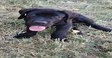 Cane Corso cani a Città Metropolitana di Bologna - Annuncio 12