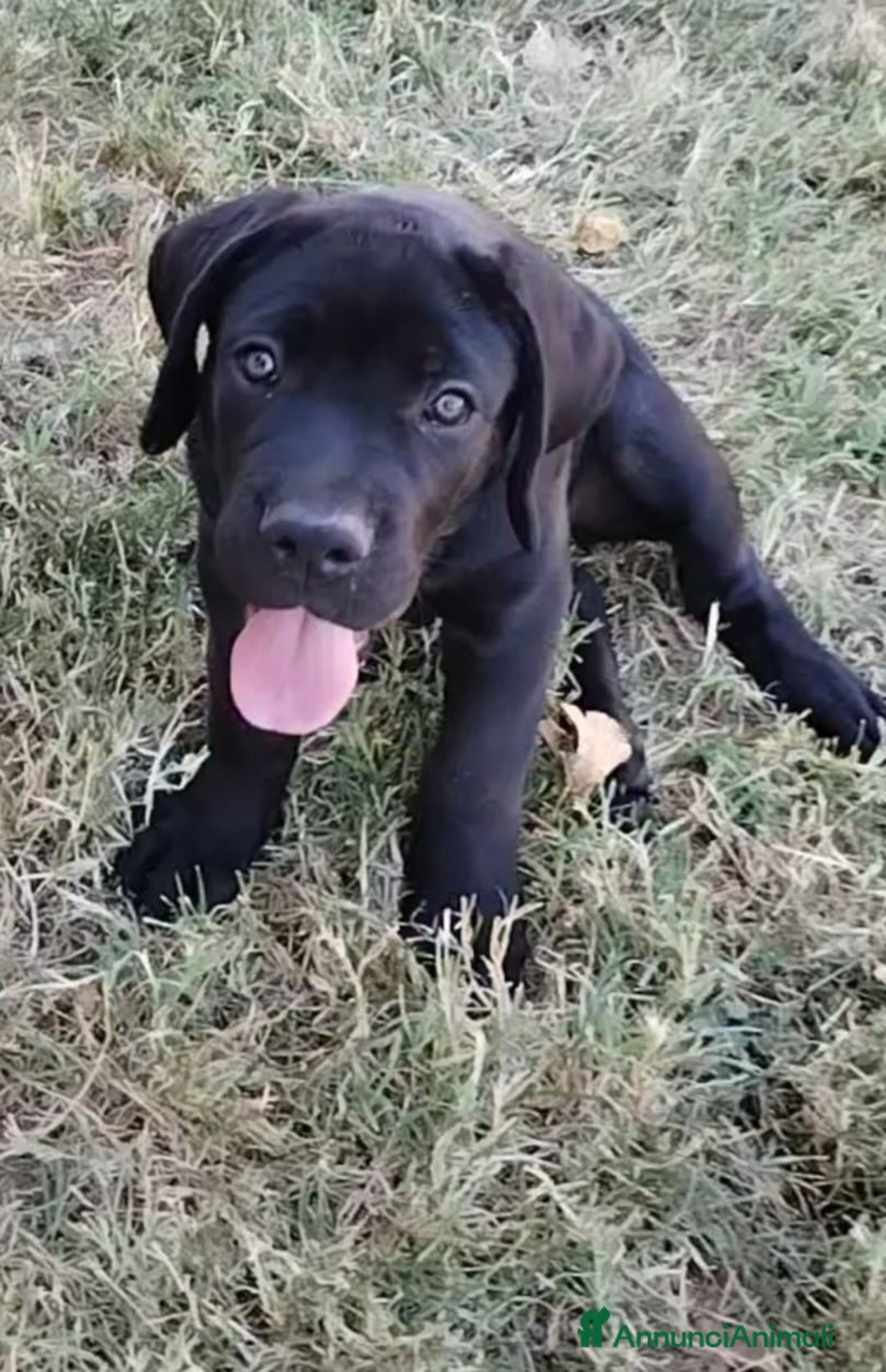 Cane Corso cani in vendita: cucciolo maschio cane corso a Città Metropolitana di Bologna - Immagine 2