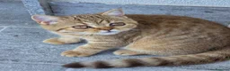 British gatti in vendita: Scottish Straight con Pedigree  - Annuncio 9